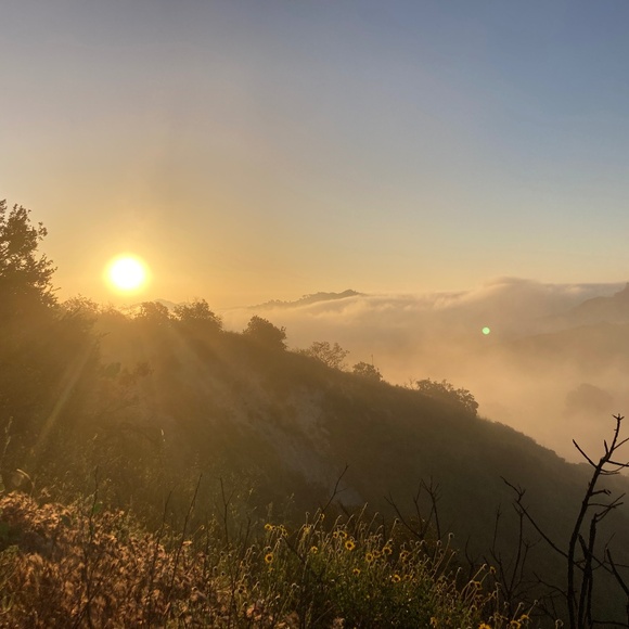 Meet your Posher, Golden Day Star - Picture 1 of 1